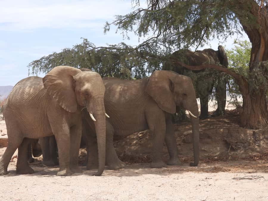 Elephant Adventure with Herson - a native of Damaraland - Searching for desert-adapted elephants