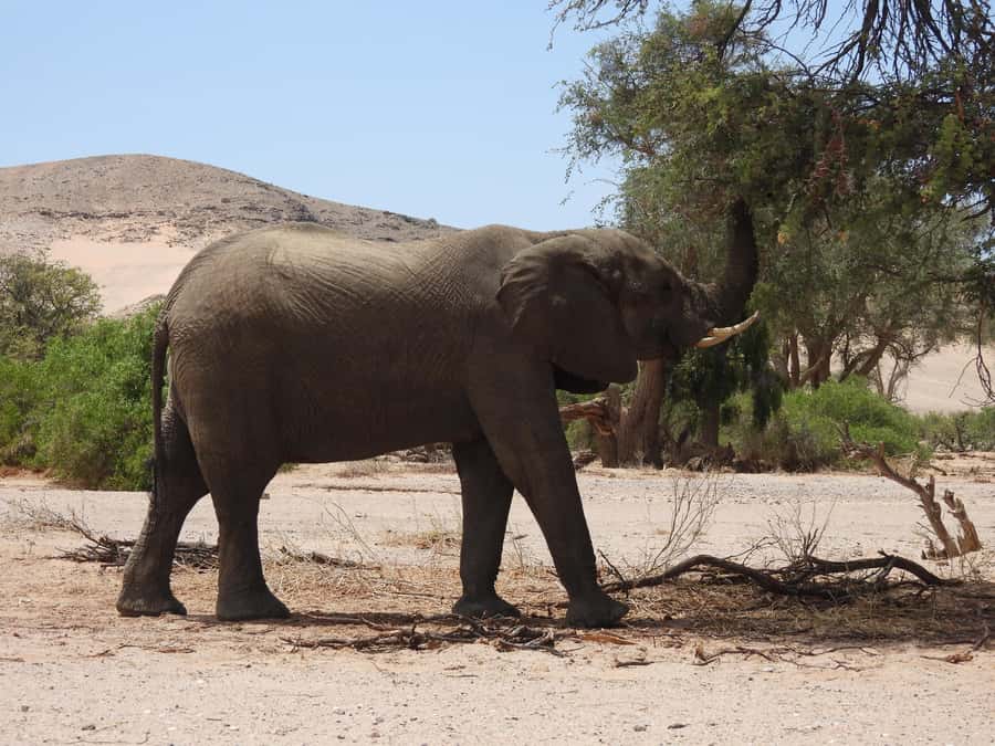 Elephant Adventure with Herson - a native of Damaraland - Learning from a native Damaraland guide