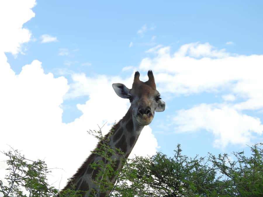 Elephant Adventure with Herson - a native of Damaraland - Driving into the Twyfelfontein riverbed