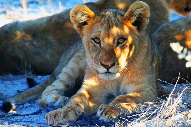 Etosha Express Safari 3 Days / 2 Nights - Key points to know before booking