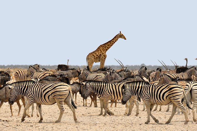 Etosha Express Safari 3 Days / 2 Nights - Why this short Etosha safari works