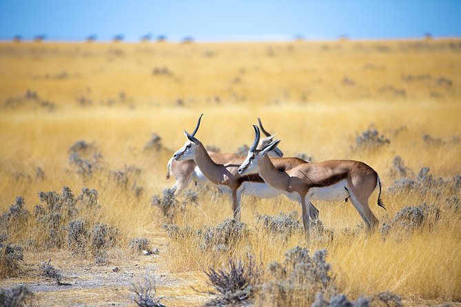 Etosha Express Safari 3 Days / 2 Nights - Day three: A scenic return through Okahandja