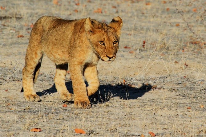 Etosha Express Safari 3 Days / 2 Nights - Who should book this safari?