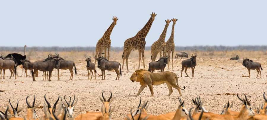Etosha National Park: Full or Half-Day Game Drive - Quick facts about the Etosha safari