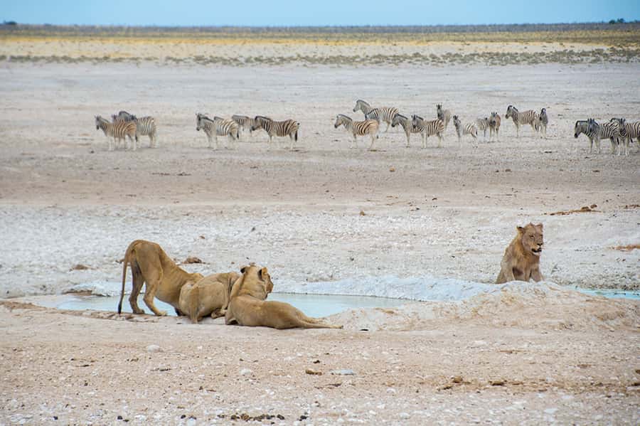 Etosha National Park: Full or Half-Day Game Drive - Extra charges from Halali and Namutoni