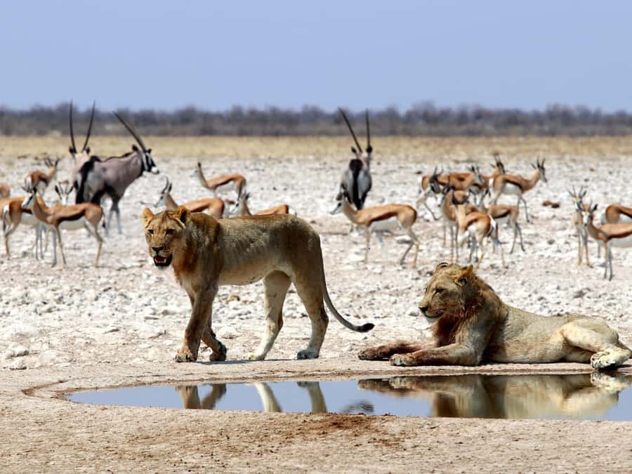 Etosha National Park: Full or Half-Day Game Drive - Starting at Anderson Gate before the crowds