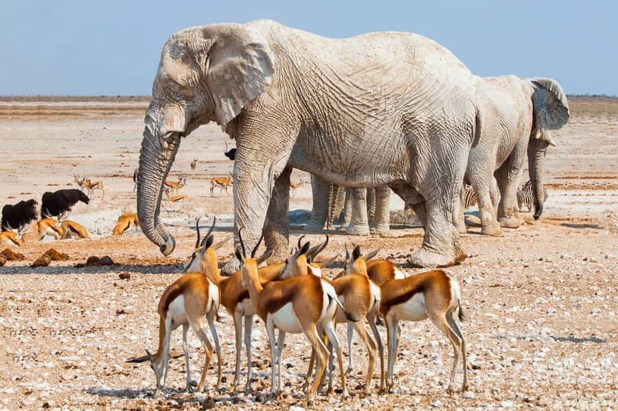 Etosha National Park: Full or Half-Day Game Drive - Wildlife watching from elephants to cheetahs