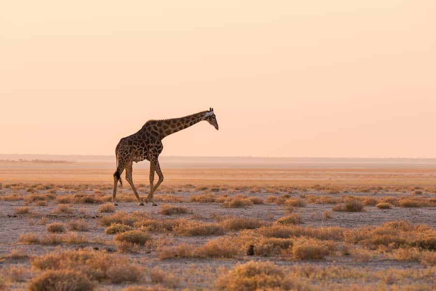 Etosha National Park: Full or Half-Day Game Drive - What the guide adds to the drive