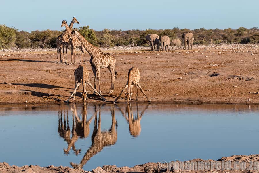 Etosha National Park: Full or Half-Day Game Drive - The midday restaurant stop and the afternoon search