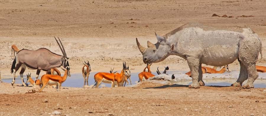 Etosha National Park: Full or Half-Day Game Drive - Half-day or full-day: which should you choose?