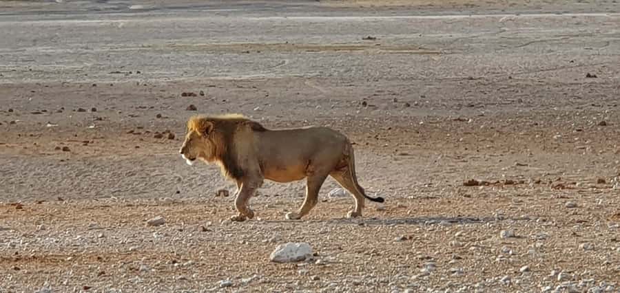Etosha National Park: Full or Half-Day Game Drive - Is $123 good value for this Etosha experience?