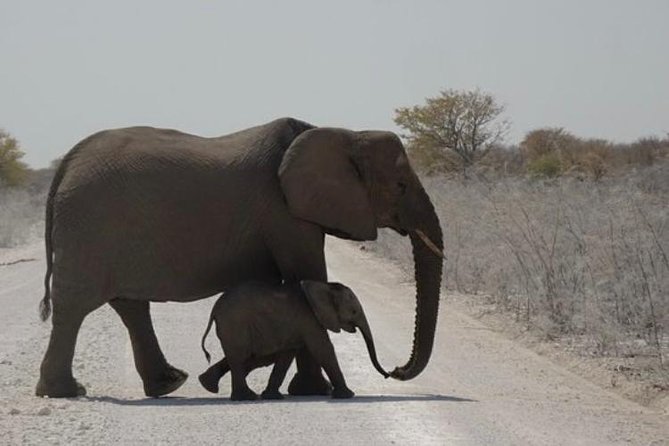 ETOSHA PARK SAFARI with local guides in 9-seater 4x4s - The guides are the strongest part of the experience