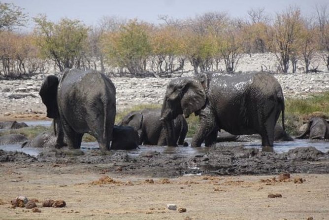 ETOSHA PARK SAFARI with local guides in 9-seater 4x4s - Breaks, picnic time, and the pace of the day