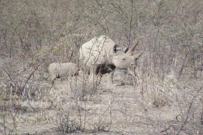 ETOSHA PARK SAFARI with local guides in 9-seater 4x4s - Heat, winter mornings, and road conditions