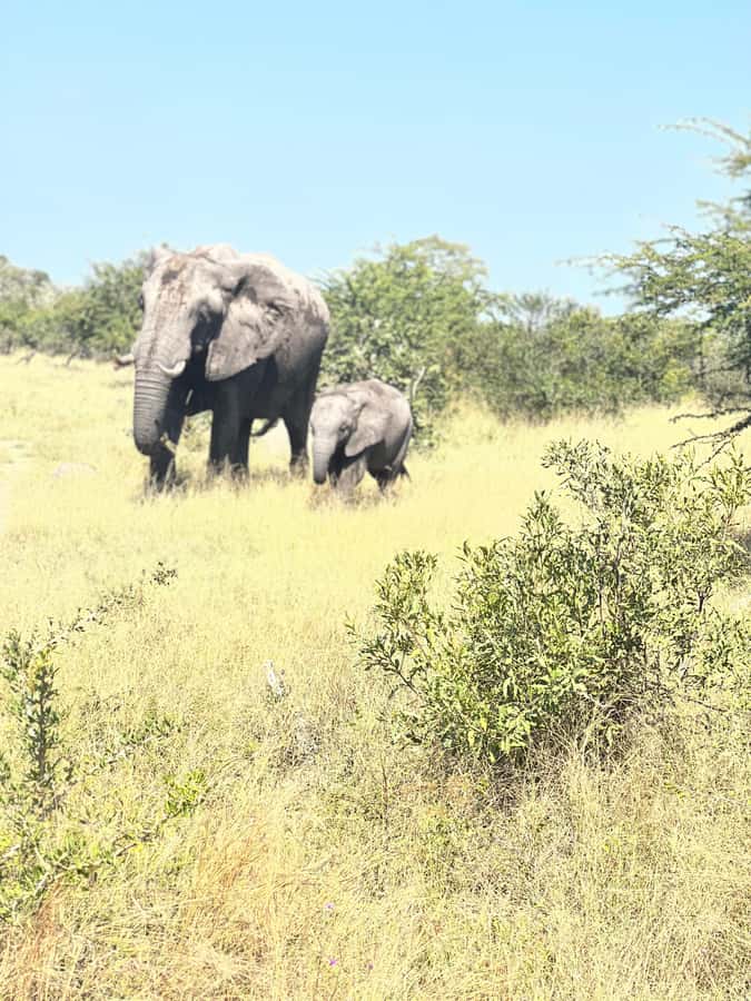Etosha Private Safari Adventure (3 Days from Windhoek) - Day 2: Sunrise animals and an afternoon search