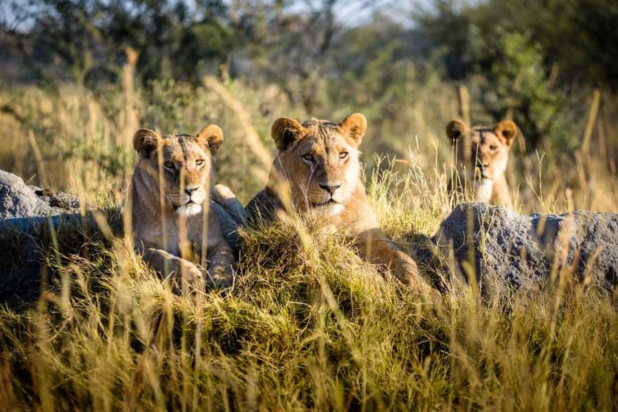 Etosha Private Safari Adventure (3 Days from Windhoek) - Okaukuejo Camp and the value of the waterhole