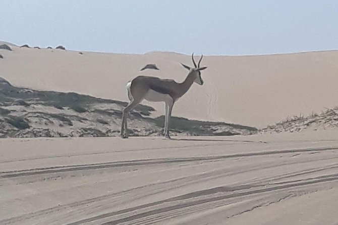 Exhilarating Sandwich Harbour 4x4: Guided Self drive experience - Flamingos and tyre preparation at Walvis Bay Esplanade