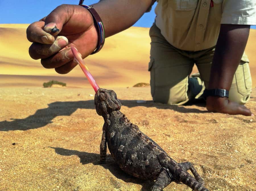 From Swakopmund: Living Dunes Experience - Key points to know before booking