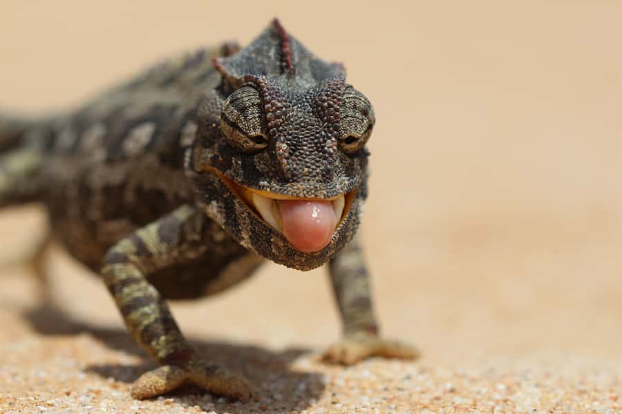From Swakopmund: Living Dunes Experience - The secret stop and the search for small wildlife