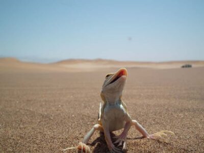 Living Dunes Experience