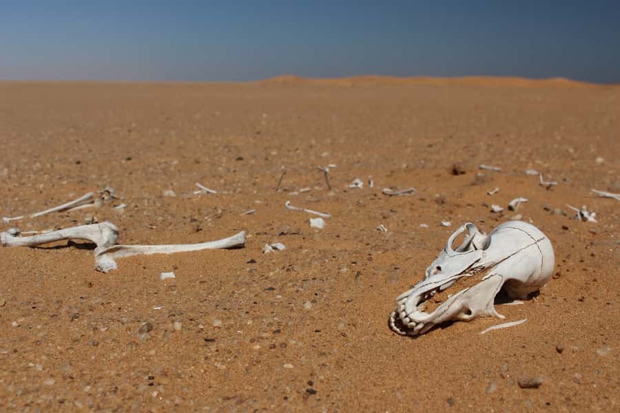 From Swakopmund: Living Dunes Experience - Photo opportunities without chasing the animals
