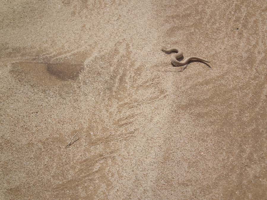 From Swakopmund: Living Dunes Experience - The short dune drive adds a change of pace