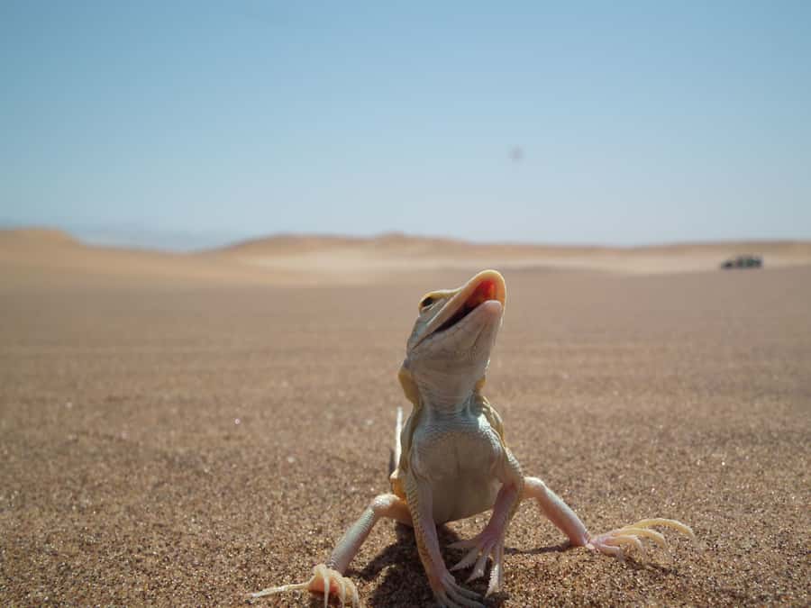 From Swakopmund: Living Dunes Experience - Leaving Swakopmund for the dune belt