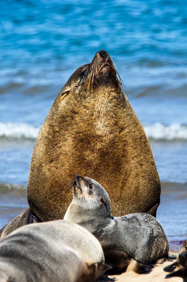 From Walvis Bay: Sandwich Harbour and Pelican Point Tour - Birdlife and pink lakes near Walvis Bay