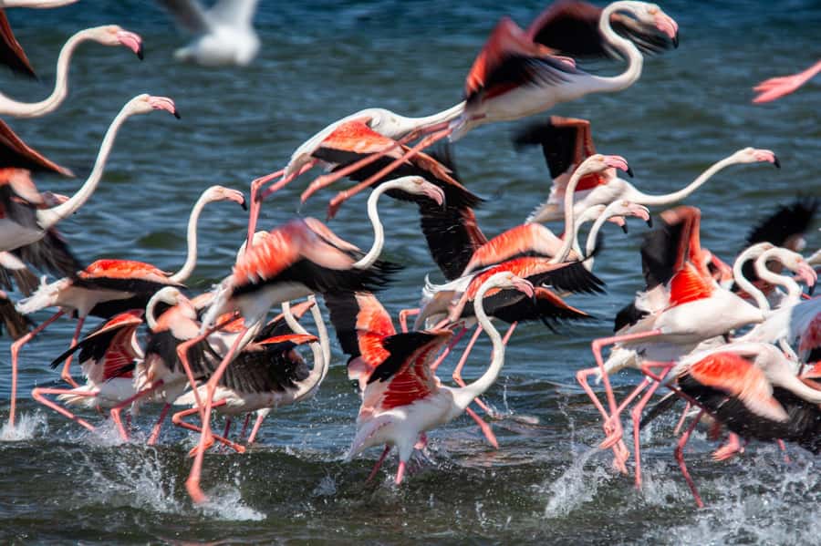 From Walvis Bay: Sandwich Harbour and Pelican Point Tour - The dune picnic and why the longer format matters