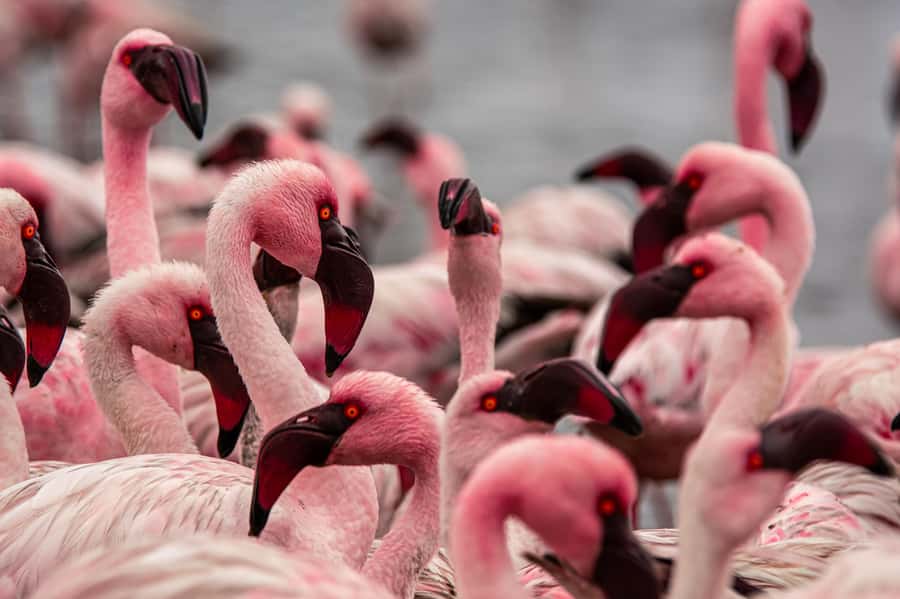 From Walvis Bay: Sandwich Harbour and Pelican Point Tour - Starting from Walvis Bay, Langstrand, or Swakopmund