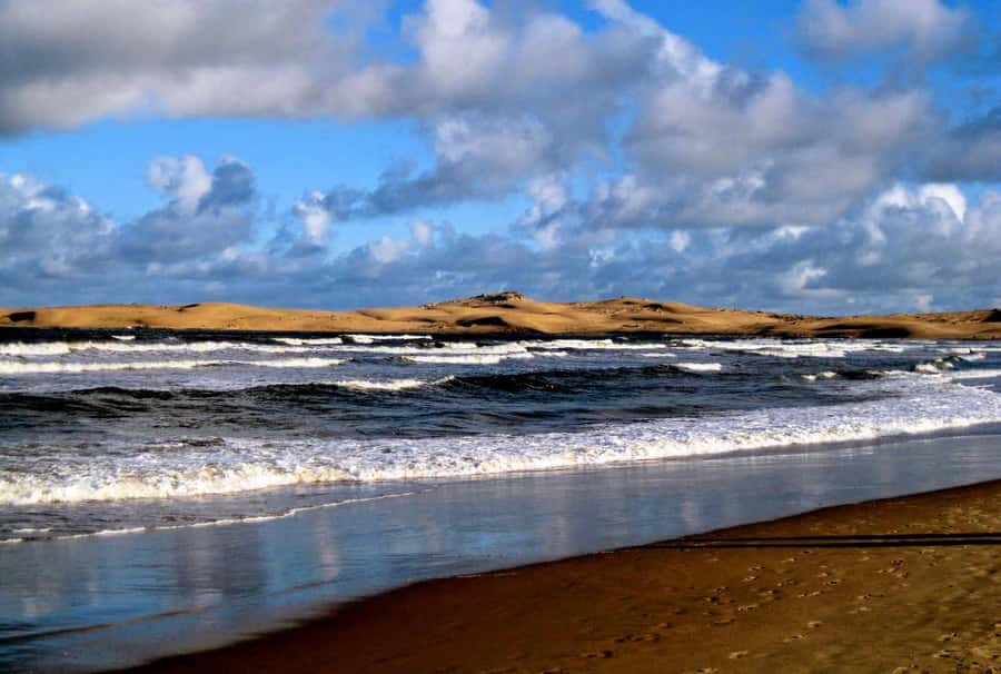 From Walvis Bay: Sandwich Harbour World Heritage Site - Searching for small desert wildlife