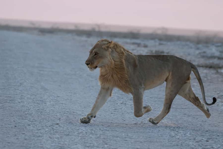 From Windhoek: 3-Day Etosha with Lodge Accommodation - Six details that shape this Etosha safari