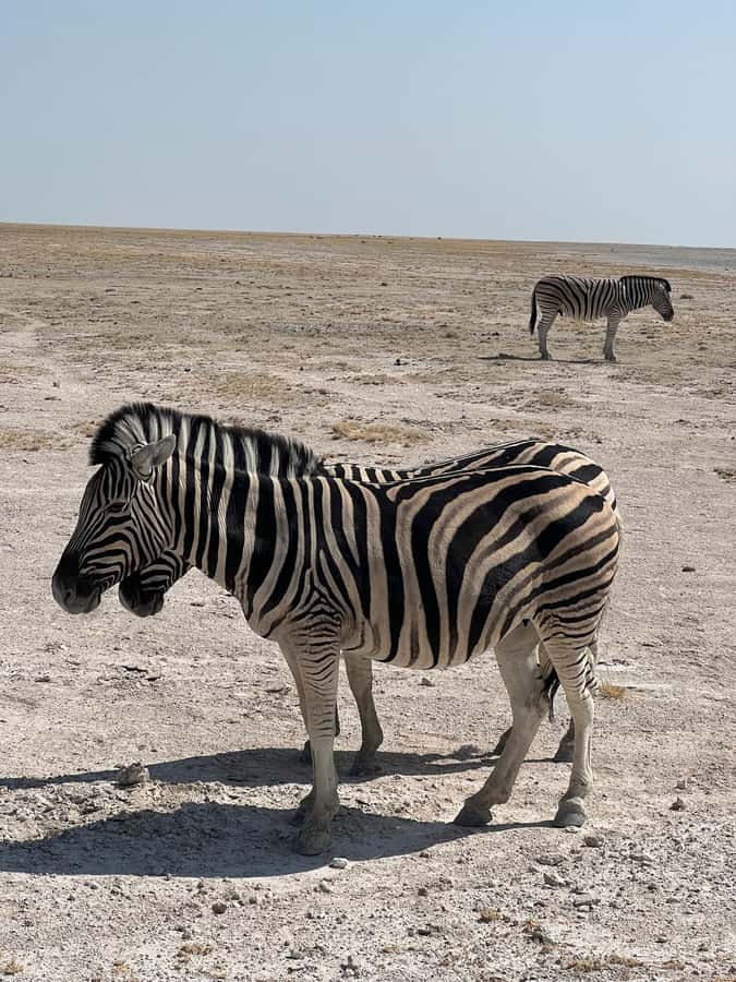 From Windhoek: 3-Day Etosha with Lodge Accommodation - What the $1,370 price really covers
