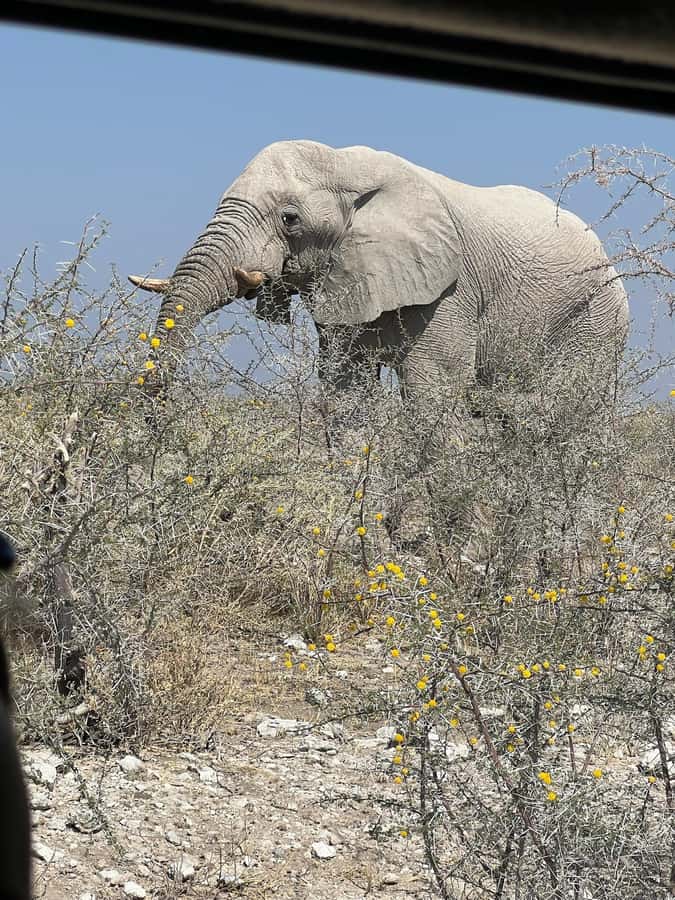 From Windhoek: 3-Day Etosha with Lodge Accommodation - Okaukuejo waterhole: the quietest hour may be best
