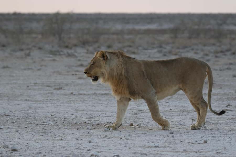 From Windhoek: 3-Day Etosha with Lodge Accommodation - Day 3: Leaving Etosha and stopping at Okahandja