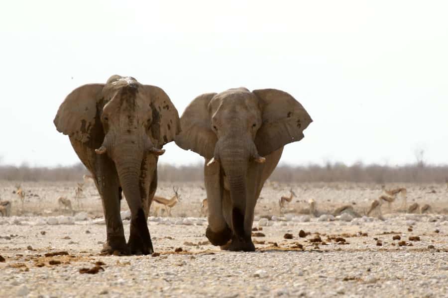 From Windhoek: 3-Day Etosha with Lodge Accommodation - Guides, group size, and the feel of the trip