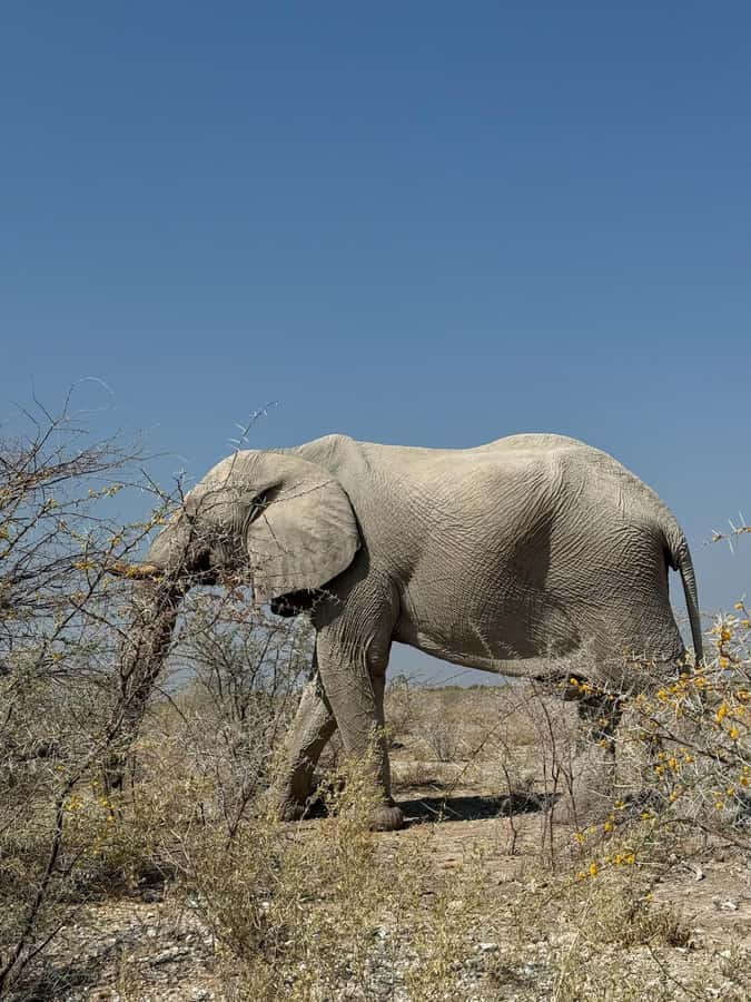 From Windhoek: 3-Day Etosha with Lodge Accommodation - Day 1: The road from Windhoek to Okaukuejo