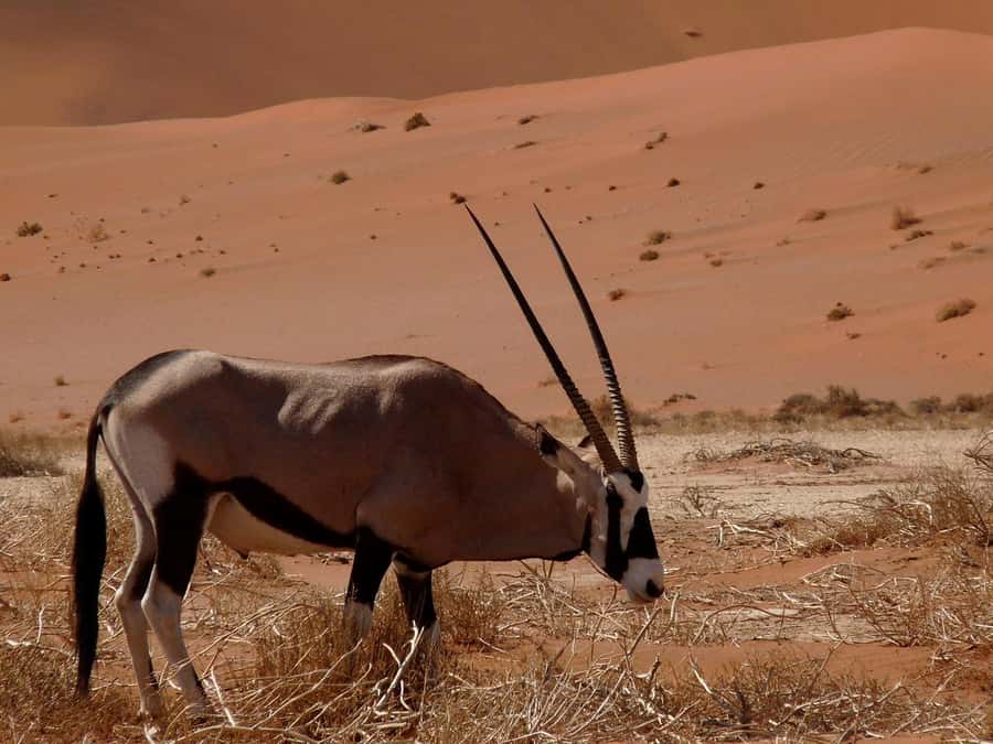 From Windhoek: Budget Sossusvlei Guided 2-Day Tour - Key points to know before booking