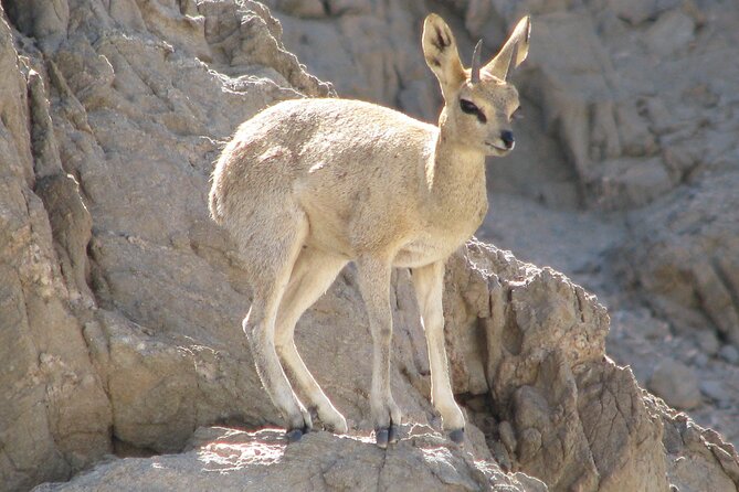 Full-Day Tour in Namib Desert from Swakopmund, Namibia - Key points to know before booking