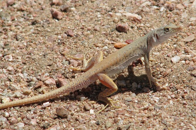 Full-Day Tour in Namib Desert from Swakopmund, Namibia - Wildlife sightings depend on luck