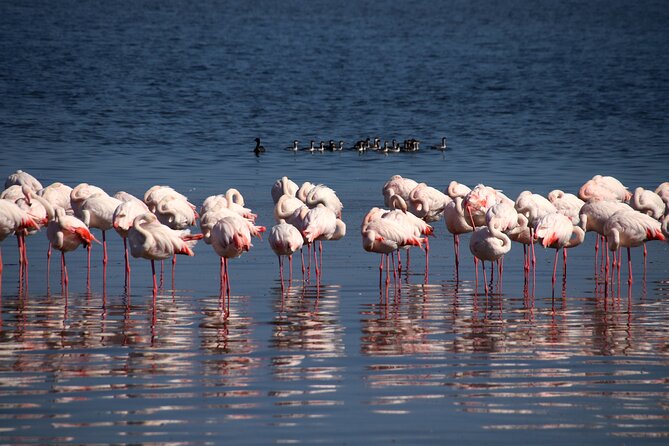 Half Day Original Seal Kayak Adventure, Pelican Point, Walvis Bay - What the seal encounter is really like