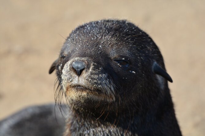 Half Day Original Seal Kayak Adventure, Pelican Point, Walvis Bay - Practical advice for a better morning