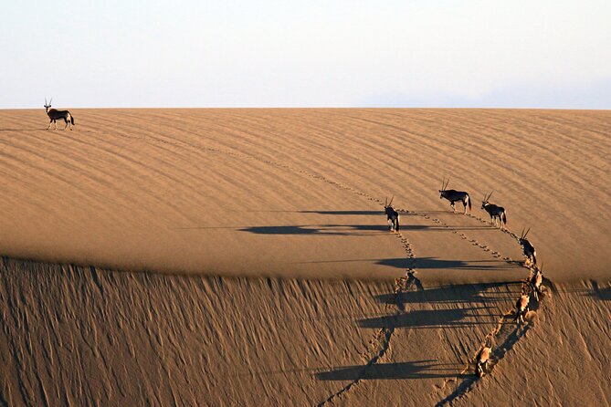 Half-Day Sandwich Harbour Tour from Walvis Bay with Lunch - Dune driving with a skilled local driver