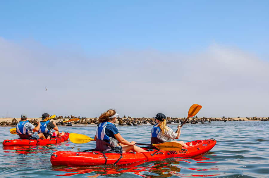 Kayak Dune Day - From Walvis Bay to Pelican Point by catamaran