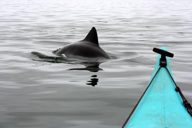 Kayaking and Sandwich Habour Guided Day Tour from Walvis Bay - Why this Walvis Bay combination works
