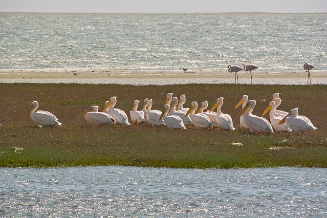 Kayaking and Sandwich Habour Guided Day Tour from Walvis Bay - The morning paddle and what to bring