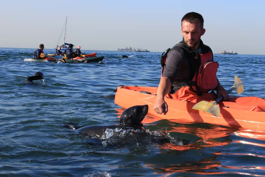 Kayaking and Sandwich Harbour Combo Tour - Why this combo works so well