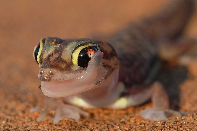 Living Desert Eco Dune Tour - Five Reasons This Tour Is Worth Your Time