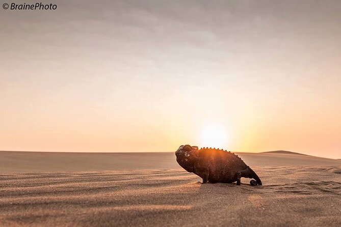 Living Desert Eco Dune Tour - What the Four-Hour Format Gets Right