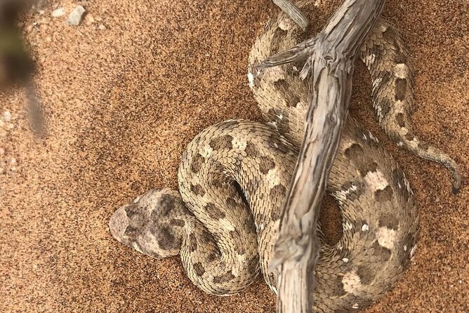 Living Desert Eco Dune Tour - Price, Comfort, and Overall Value at $60.39